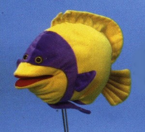 GIRDLED ANGEL FISH (image for) GIRDLED ANGEL FISH